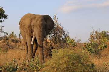 Obraz premium Afrikanischer Elefant / African elephant / Loxodonta africana