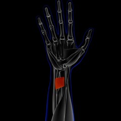 Pronator Quadratus Muscle Anatomy For Medical Concept 3D Illustration