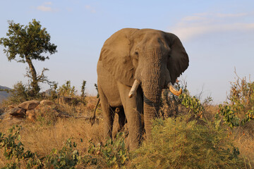 Fototapeta premium Afrikanischer Elefant / African elephant / Loxodonta africana