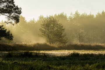 Fototapeta na wymiar Promienie słoneczne przebijają się przez gałęzie, jasne światło na leśnej polanie
