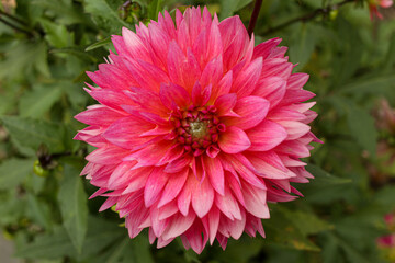 Fototapeta premium pink dahlia flower