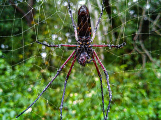 Closer Shot of red legged spider.