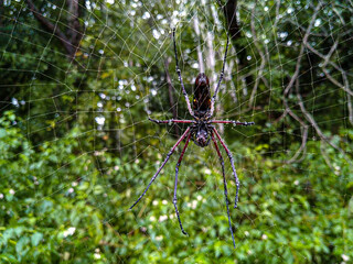Water droplets on a black spider.