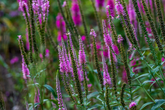 View of pink veronica longifolia garden longleaf speedwell on the summer meadow