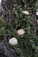 Mushrooms on a wood background with greens