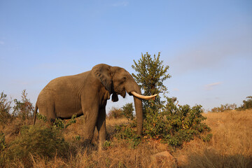 Fototapeta premium Afrikanischer Elefant / African elephant / Loxodonta africana