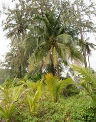 Obraz na płótnie Canvas Coconut palms on the paradise coconut island