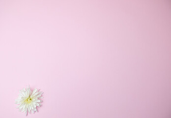 Fototapeta premium white flower on the pink background