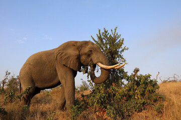 Afrikanischer Elefant / African elephant / Loxodonta africana