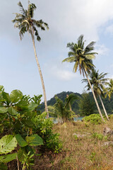 Fototapeta premium Coconut palms on the paradise coconut island