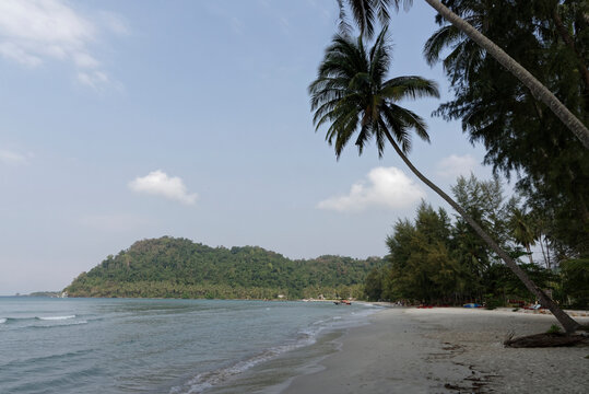 Coconut palms on the paradise coconut island © aleks