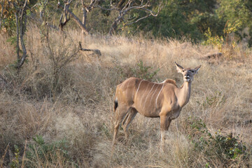 Großer Kudu / Greater Kudu / Tragelaphus strepsiceros.