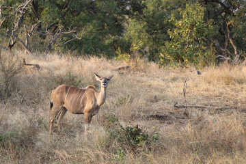 Großer Kudu / Greater Kudu / Tragelaphus strepsiceros.