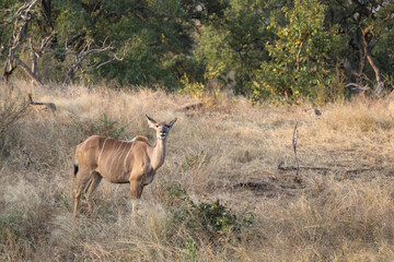 Großer Kudu / Greater Kudu / Tragelaphus strepsiceros.