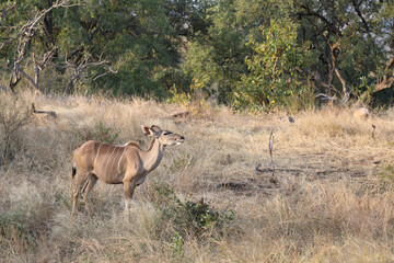 Großer Kudu / Greater Kudu / Tragelaphus strepsiceros.