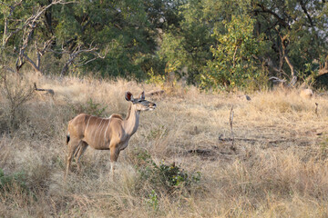 Großer Kudu / Greater Kudu / Tragelaphus strepsiceros.
