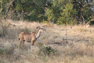 Großer Kudu / Greater Kudu / Tragelaphus strepsiceros.