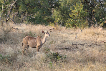 Großer Kudu / Greater Kudu / Tragelaphus strepsiceros.