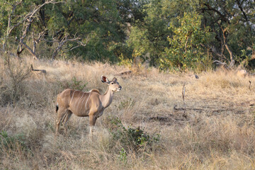Fototapeta na wymiar Großer Kudu / Greater Kudu / Tragelaphus strepsiceros.