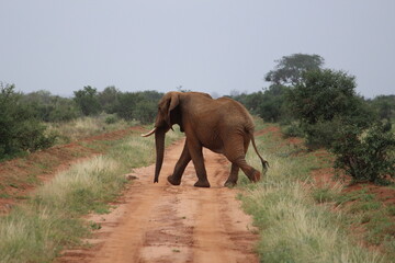 Naklejka na ściany i meble Elephant blocking the road