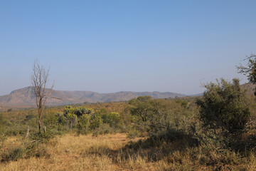 Afrikanischer Busch / African Bush /