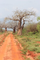 Baobab tree in the countryside