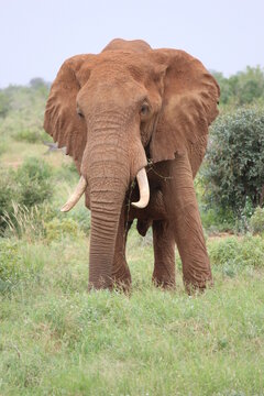 Face of an elephant