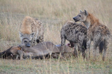 Naklejka na ściany i meble spotted hyena in the savannah