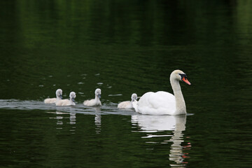 Naklejka na ściany i meble Swan and cygnets reflected in a lake 