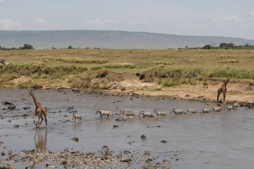 giraffe crossing mara river