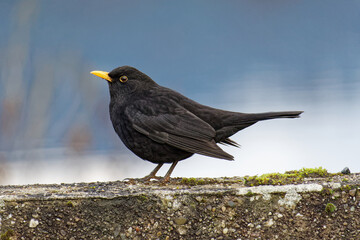 Amsel (Turdus merula)