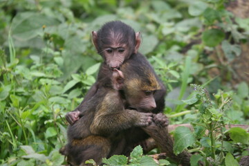 baby baboon sitting in the grass
