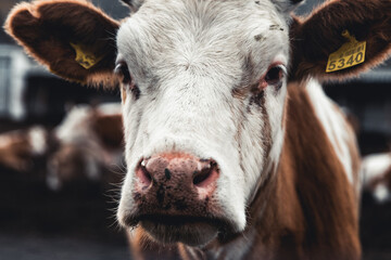 Cows on the form. Milk, meat production. Household animals.