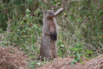 banded mongoose standing up