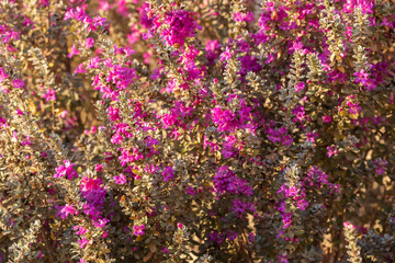 Obraz premium Pink flowers on texas sage bush