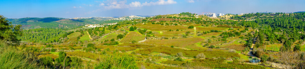Panoramic view of landscape and vineyards in the Jerusalem Hills