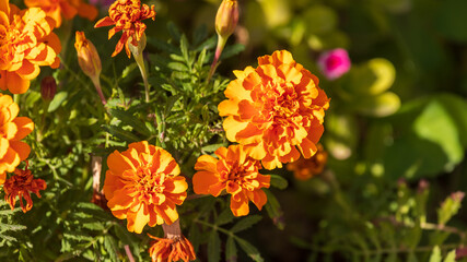 Marigold flowers