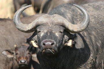 Naklejka premium Two oxpeckers on the nose of a buffalo