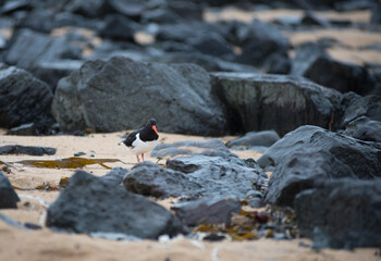 Eurasian oystercatcher (Haematopus ostralegus) bird, tjaldur in Iceland