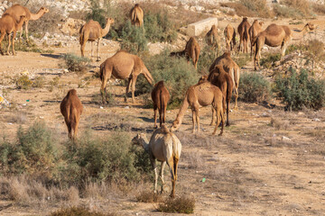 Fototapeta na wymiar Large herd of camels