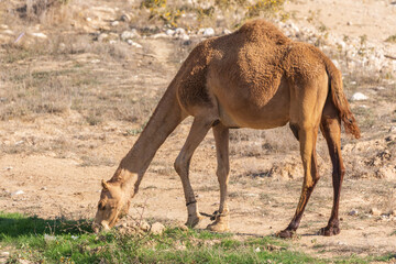 One camel in desert