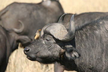 buffalo and a red billed ox pecker
