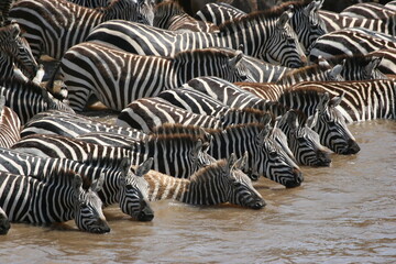 Fototapeta na wymiar zebra in the water