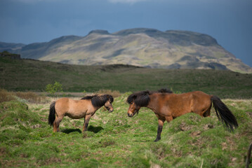 Fototapeta na wymiar Icelandic horses in the highlands, Iceland
