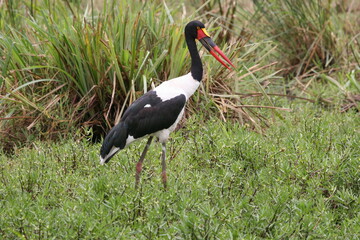 saddlebilled stork in the grass