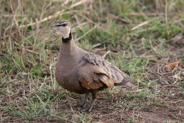 pheasant in the grass