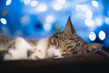 Portrait of sleeping cat, festive lights on background