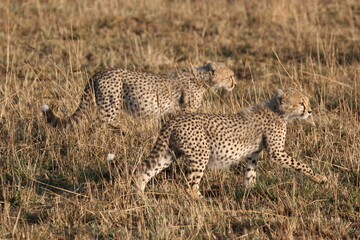 cheetah cubs on the ground