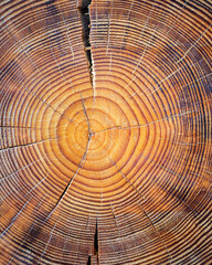 Closeup macro view of end cut wood tree section with cracks and annual rings. Natural organic...