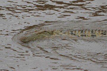 crocodile in the water